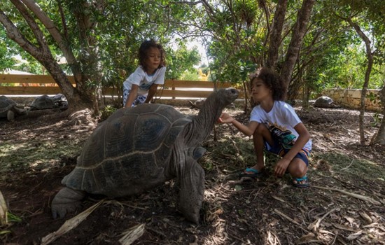 Aldabra Giant Tortoise, photo courtesy of Laviscount Island