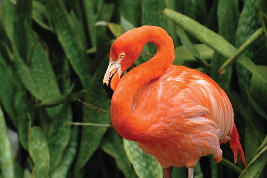 West Indian Flamingo - photo courtesy of Bahamas Ministry of Tourism, Investments &amp; Aviation
