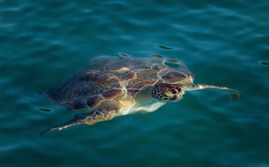 Photo: Hawksbill Turtle, photo courtesy of Roddy Grimes-Graeme