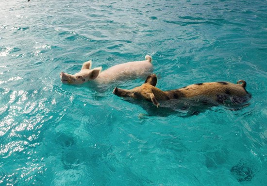 Pigs floating in Exuma