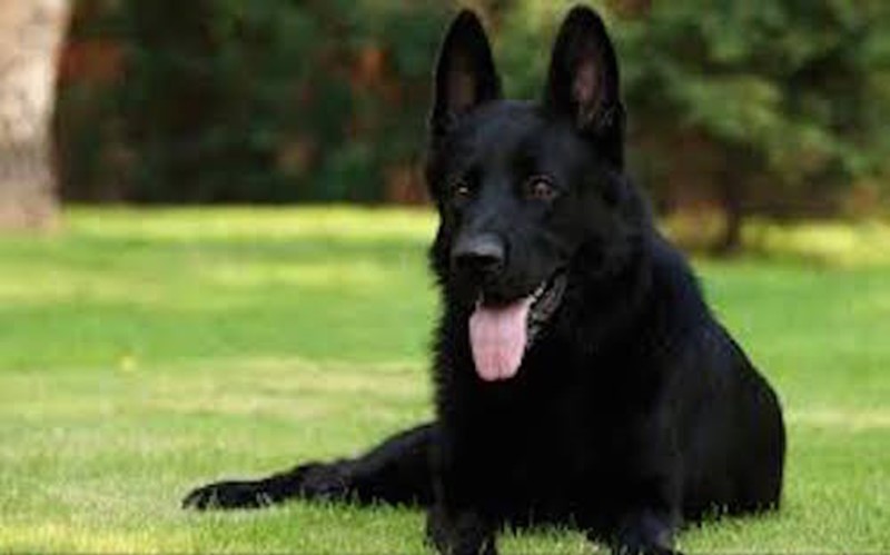 Black pet dog