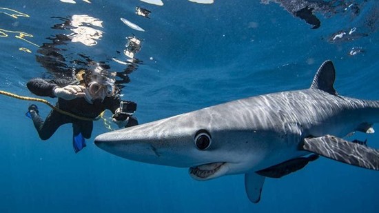 Photo courtesy of Cabo Shark Dive