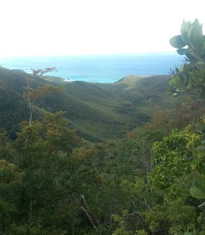 Wallings Nature Reserve in Antigua 