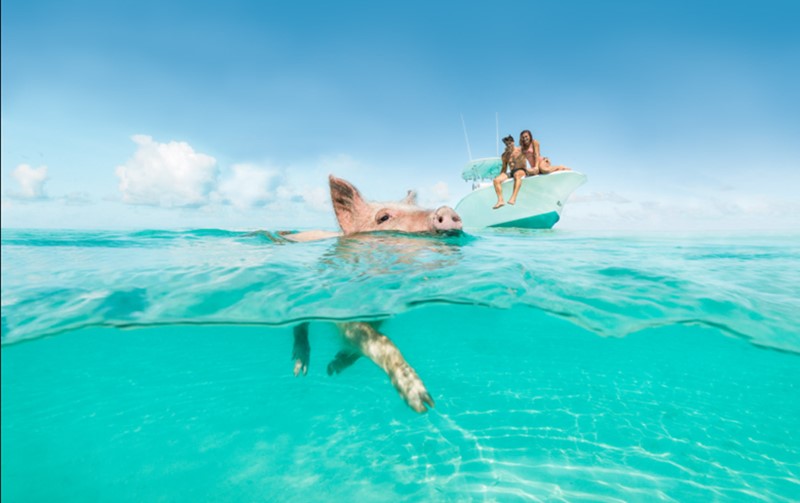 Pigs swimming in the water in The Bahamas 