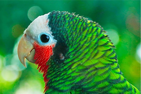 Abaco Parrot - photo courtesy of The Bahamas National Trust