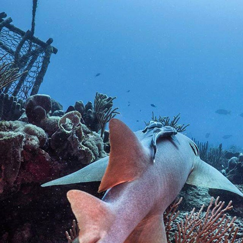 Shark swimming by a reef with fishing pot in view.